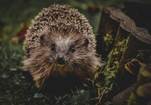 ウォーターサーバーのデザイン性と機能性を両立させるポイントは？