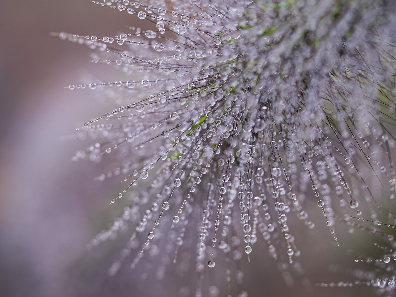 北欧ナチュラルな水サーバーの月額はいくらかかるの？