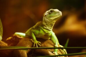 ウォーターサーバーの月額制でわかりやすい料金はどれくらい？